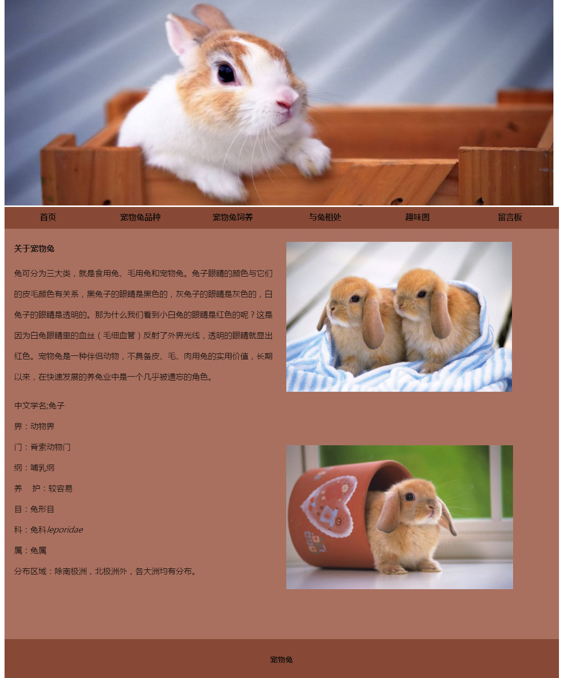宠物兔(6页)----编号0317
